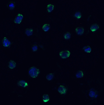ZBP1 Antibody