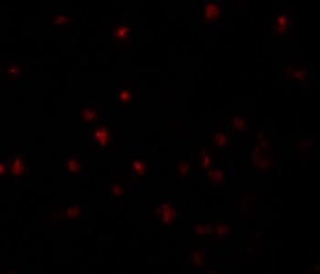 YPEL5 Antibody