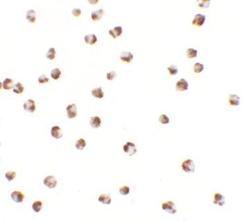 YPEL3 Antibody