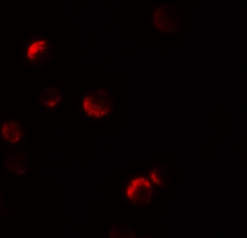 YPEL1 Antibody