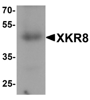 XKR8 Antibody
