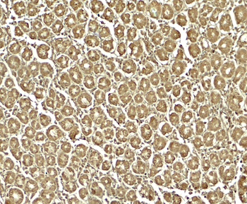 XKR8 Antibody