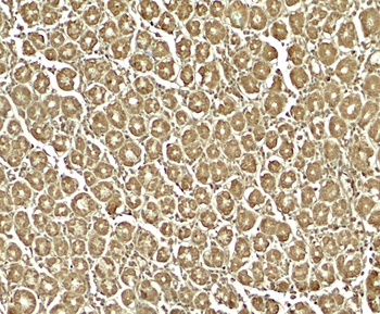 XKR8 Antibody