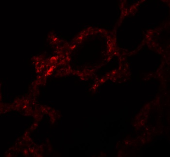 Pkdcc Antibody