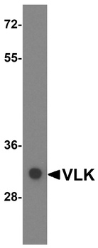 Pkdcc Antibody