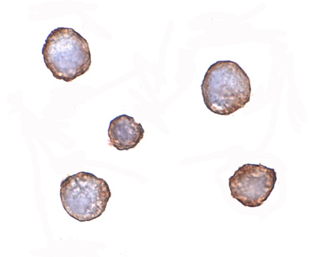XBP1 Antibody