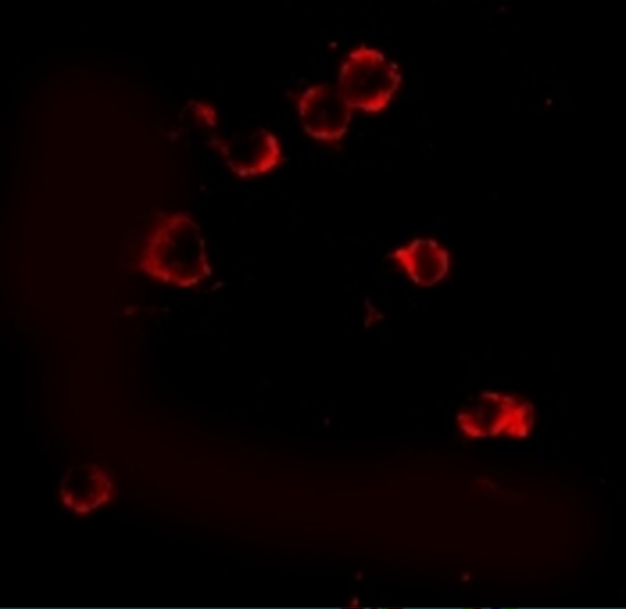 XBP1 Antibody
