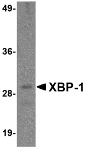 XBP1 Antibody