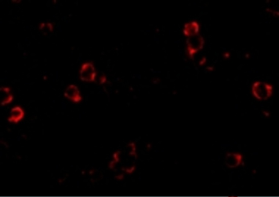 XBP1 Antibody