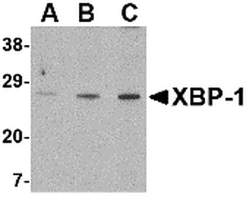 XBP1 Antibody