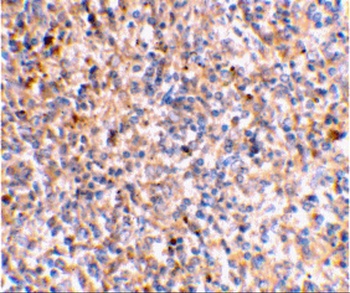 XAF1 Antibody