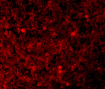 XAF1 Antibody