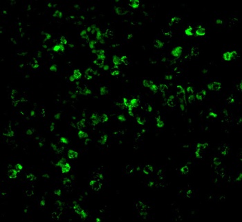 XAF1 Antibody