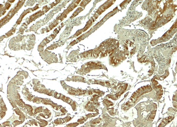 WNT5 Antibody