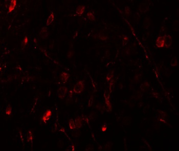WIZ Antibody
