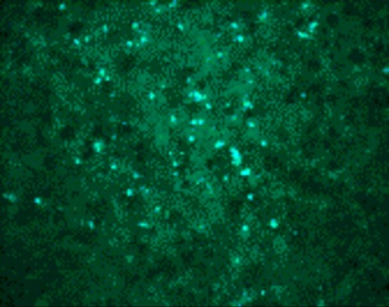 West Nile Virus Core Antibody