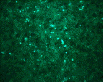 WNVgp1 Antibody