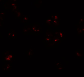 WDR5 Antibody