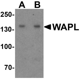 WAPL Antibody