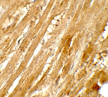 WAPL Antibody