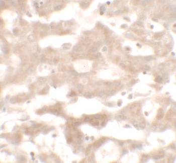 VNN3 Antibody