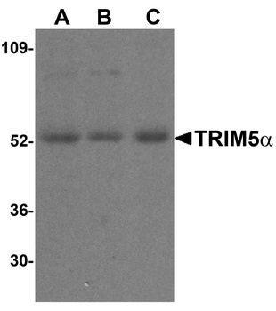 TRIM5 Antibody
