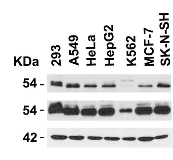 TRIM21 Antibody