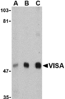 MAVS Antibody