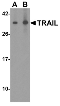Trail Antibody
