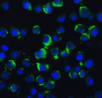 TRAF2 Antibody