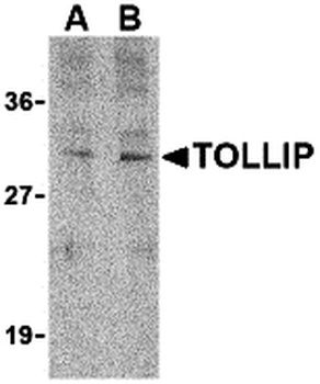 TOLLIP Antibody