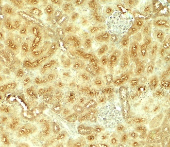 VEZT Antibody