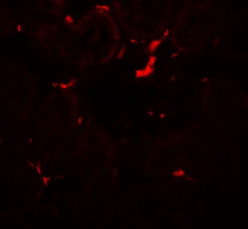 VEZT Antibody