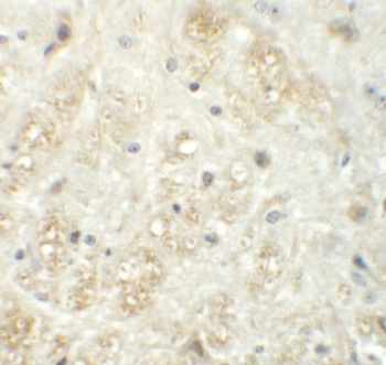 VASH1 Antibody