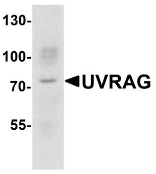 UVRAG Antibody
