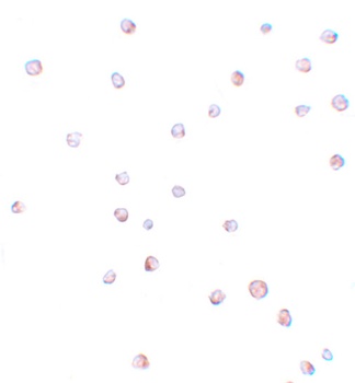 USP10 Antibody