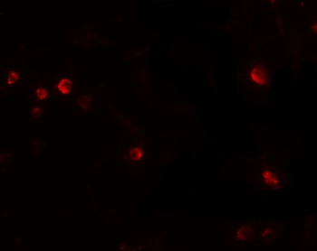 USP10 Antibody