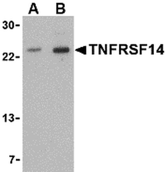 TNFRSF14 Antibody