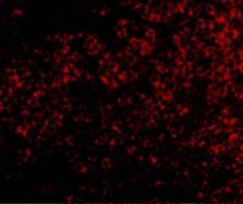TNFRSF14 Antibody