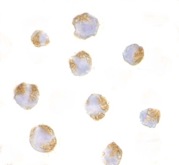 TNFRSF14 Antibody
