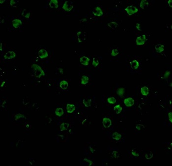 TNFRSF14 Antibody