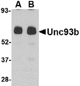 Unc93b Antibody