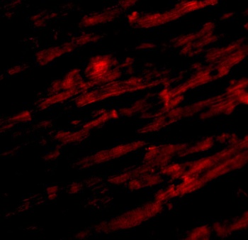 Unc93b Antibody