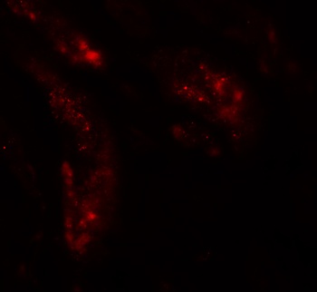 UHRF1BP1L Antibody