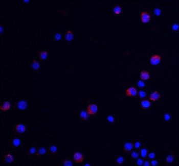 UBAP2L Antibody