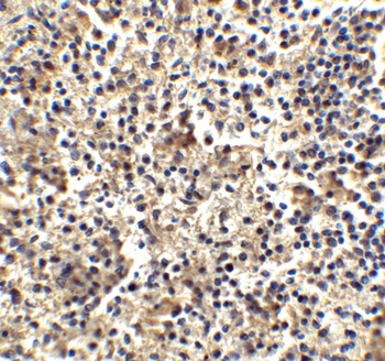 TLR4 Antibody