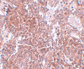 TSPAN9 Antibody