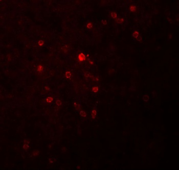 TSPAN9 Antibody