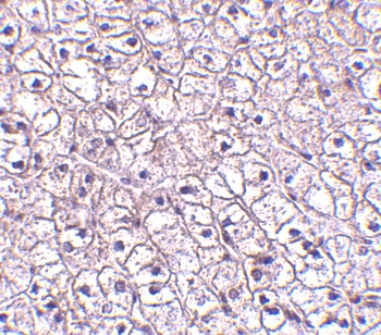 Crlf2 Antibody