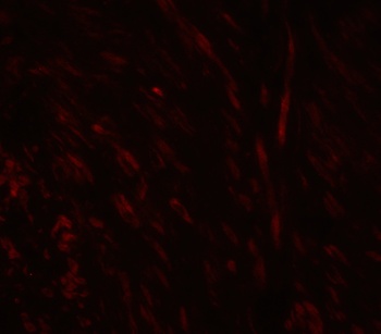SPIB Antibody